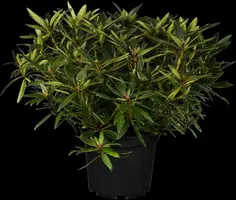 Rhododendron ponticum 'Graziella' (Rhododendron 'Graziella') - afbeelding 1