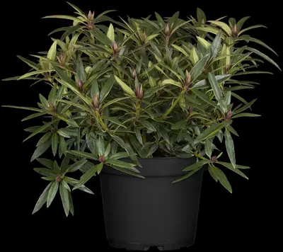 Rhododendron ponticum 'Graziella' (Rhododendron 'Graziella') - afbeelding 4