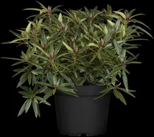 Rhododendron ponticum 'Graziella' (Rhododendron 'Graziella') - afbeelding 4