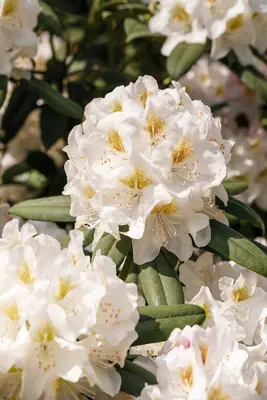 Rhododendron, weiß (Rhododendron) - afbeelding 2