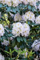 Rhododendron, weiß (Rhododendron) - afbeelding 7