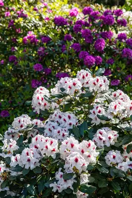 Rhododendron, weiß (Rhododendron) - afbeelding 10