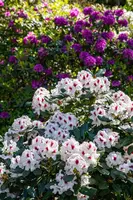 Rhododendron, weiß (Rhododendron) - afbeelding 10