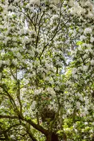 Rhododendron, weiß (Rhododendron) - afbeelding 12