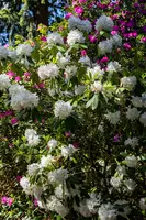 Rhododendron, weiß (Rhododendron) - afbeelding 13