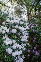 Rhododendron, weiß (Rhododendron) - afbeelding 14