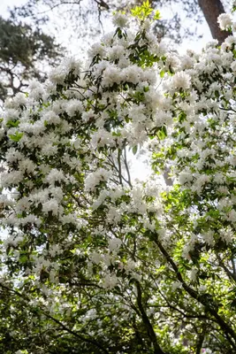 Rhododendron, weiß (Rhododendron) - afbeelding 17