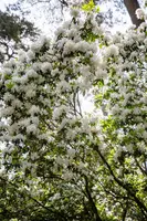Rhododendron, weiß (Rhododendron) - afbeelding 17