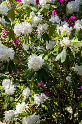 Rhododendron, weiß (Rhododendron) - afbeelding 18