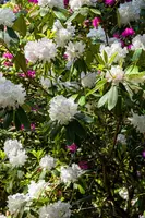 Rhododendron, weiß (Rhododendron) - afbeelding 18