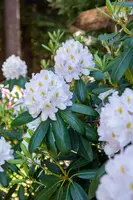 Rhododendron, weiß (Rhododendron) - afbeelding 19