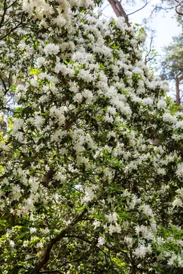 Rhododendron, weiß (Rhododendron) - afbeelding 20
