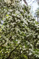 Rhododendron, weiß (Rhododendron) - afbeelding 20