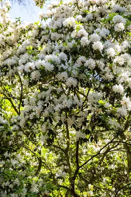 Rhododendron, weiß (Rhododendron) - afbeelding 23