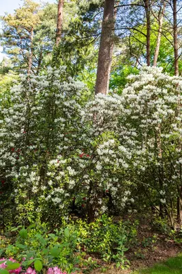 Rhododendron, weiß (Rhododendron) - afbeelding 27