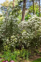 Rhododendron, weiß (Rhododendron) - afbeelding 27