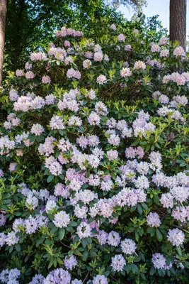 Rhododendron, weiß (Rhododendron) - afbeelding 28