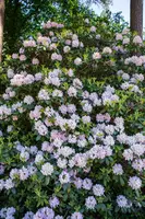 Rhododendron, weiß (Rhododendron) - afbeelding 28