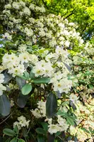 Rhododendron, weiß (Rhododendron) - afbeelding 29