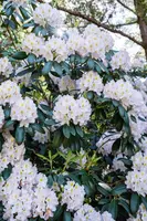 Rhododendron, weiß (Rhododendron) - afbeelding 30