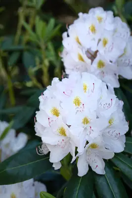 Rhododendron, weiß (Rhododendron) - afbeelding 31