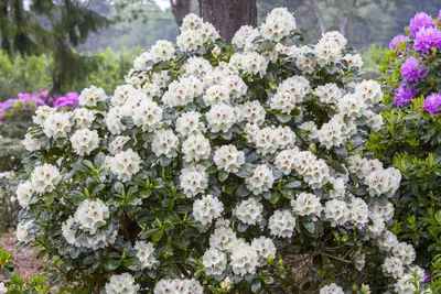 Rhododendron, weiß (Rhododendron) - afbeelding 1