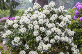 Rhododendron, weiß (Rhododendron) - afbeelding 1