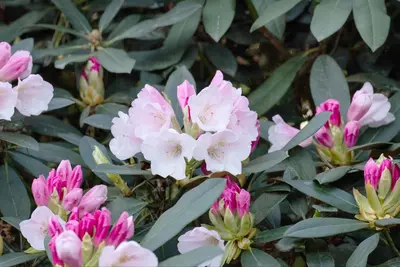 Rhododendron, weiß (Rhododendron) - afbeelding 4