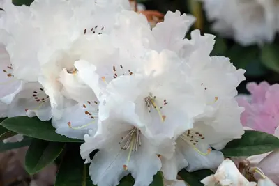 Rhododendron, weiß (Rhododendron) - afbeelding 5
