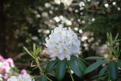Rhododendron, weiß (Rhododendron) - afbeelding 6
