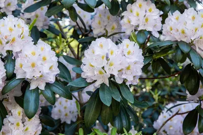 Rhododendron, weiß (Rhododendron) - afbeelding 8