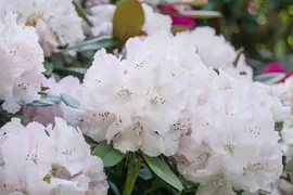 Rhododendron, weiß (Rhododendron) - afbeelding 9