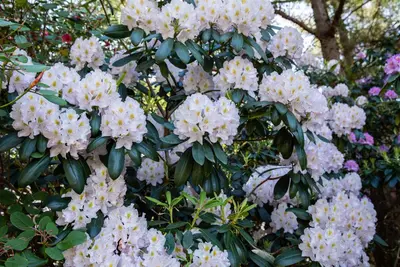 Rhododendron, weiß (Rhododendron) - afbeelding 11