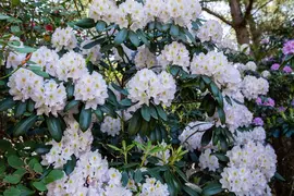 Rhododendron, weiß (Rhododendron) - afbeelding 11