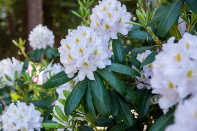Rhododendron, weiß (Rhododendron) - afbeelding 15
