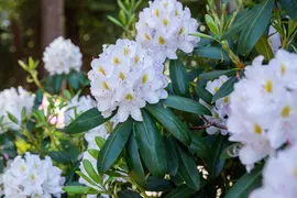 Rhododendron, weiß (Rhododendron) - afbeelding 15