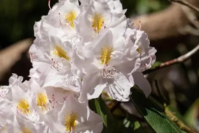 Rhododendron, weiß (Rhododendron) - afbeelding 16