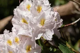 Rhododendron, weiß (Rhododendron) - afbeelding 16