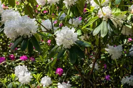 Rhododendron, weiß (Rhododendron) - afbeelding 21