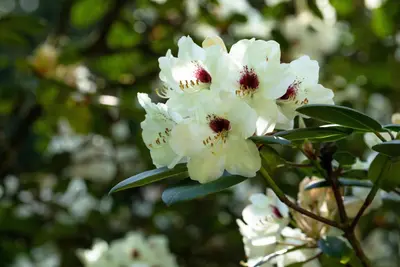 Rhododendron, weiß (Rhododendron) - afbeelding 22