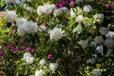 Rhododendron, weiß (Rhododendron) - afbeelding 24