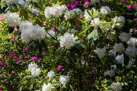 Rhododendron, weiß (Rhododendron) - afbeelding 24