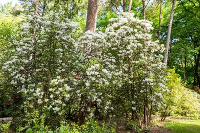 Rhododendron, weiß (Rhododendron) - afbeelding 25