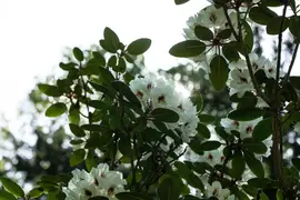 Rhododendron, weiß (Rhododendron) - afbeelding 26