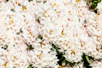 Rhododendron, weiß (Rhododendron) - afbeelding 32