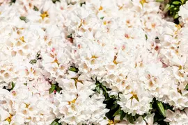 Rhododendron, weiß (Rhododendron) - afbeelding 32