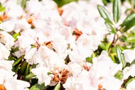 Rhododendron, weiß (Rhododendron) - afbeelding 33