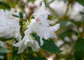 Rhododendron, weiß (Rhododendron) - afbeelding 3