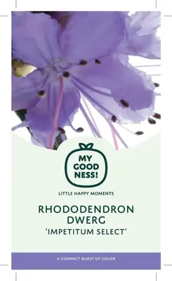 Rhododendron yakushimanum 'Vollblut' (Rododendron 'Vollblut') - afbeelding 4