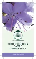 Rhododendron yakushimanum 'Vollblut' (Rododendron 'Vollblut') - afbeelding 4